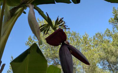 Banane für Spontane…und ein super *Festpreisangebot für mindestens 14 Tage Aufenthalt im Juni/Juli 2025…
