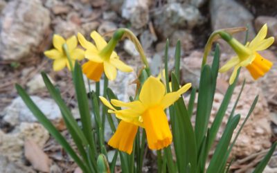 Frohe Ostern…*