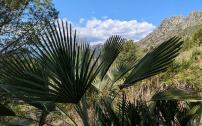 Kleine Wanderung in der Segaria