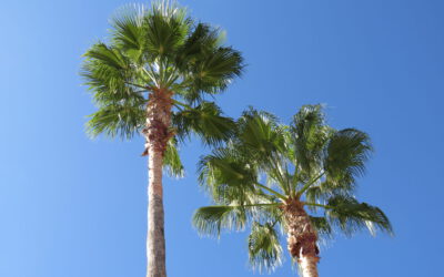 Herrliche Aussichten und alles Gute für 2026…